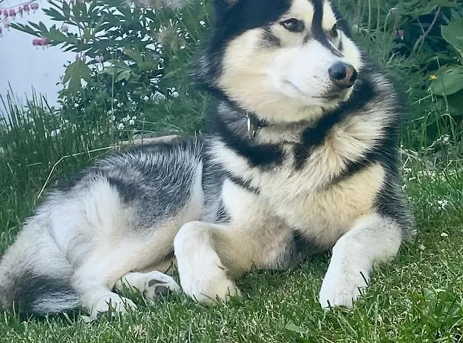 Krkonosska *